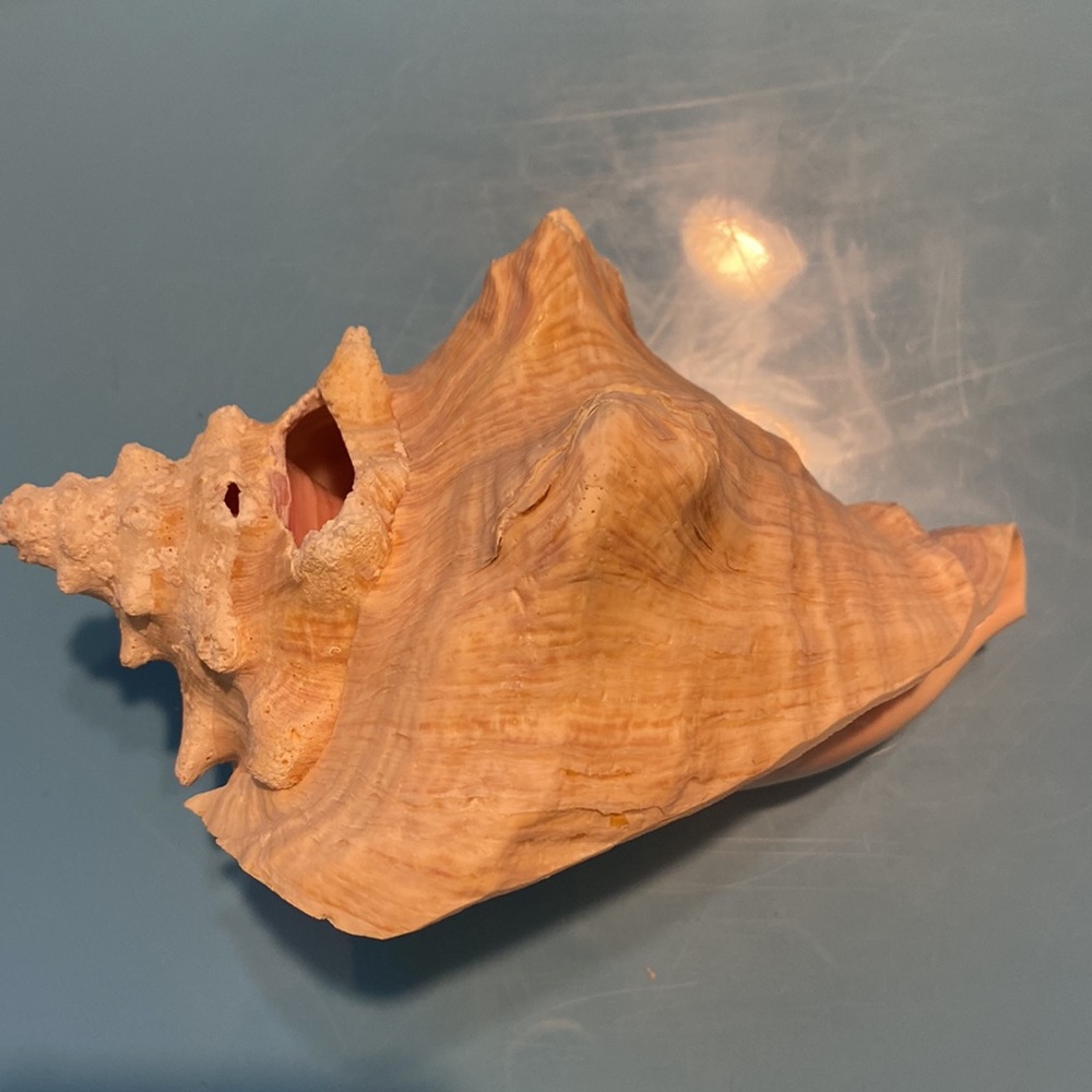 Queen conch shell - Picture 2 of 5